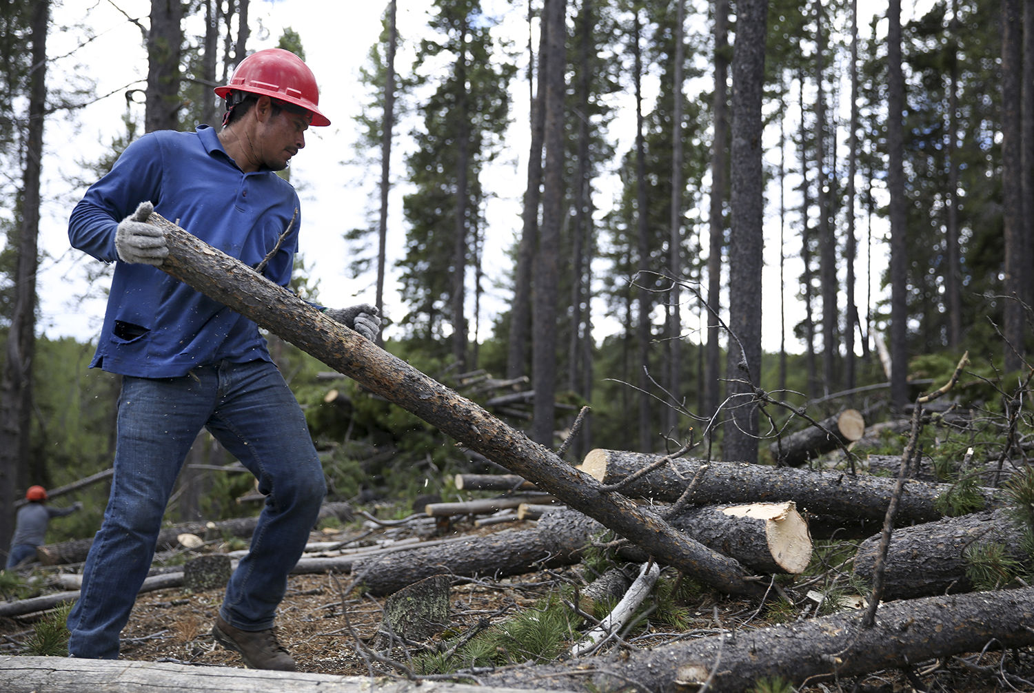 Jorge Montes moves logs around while building piles in the national forest